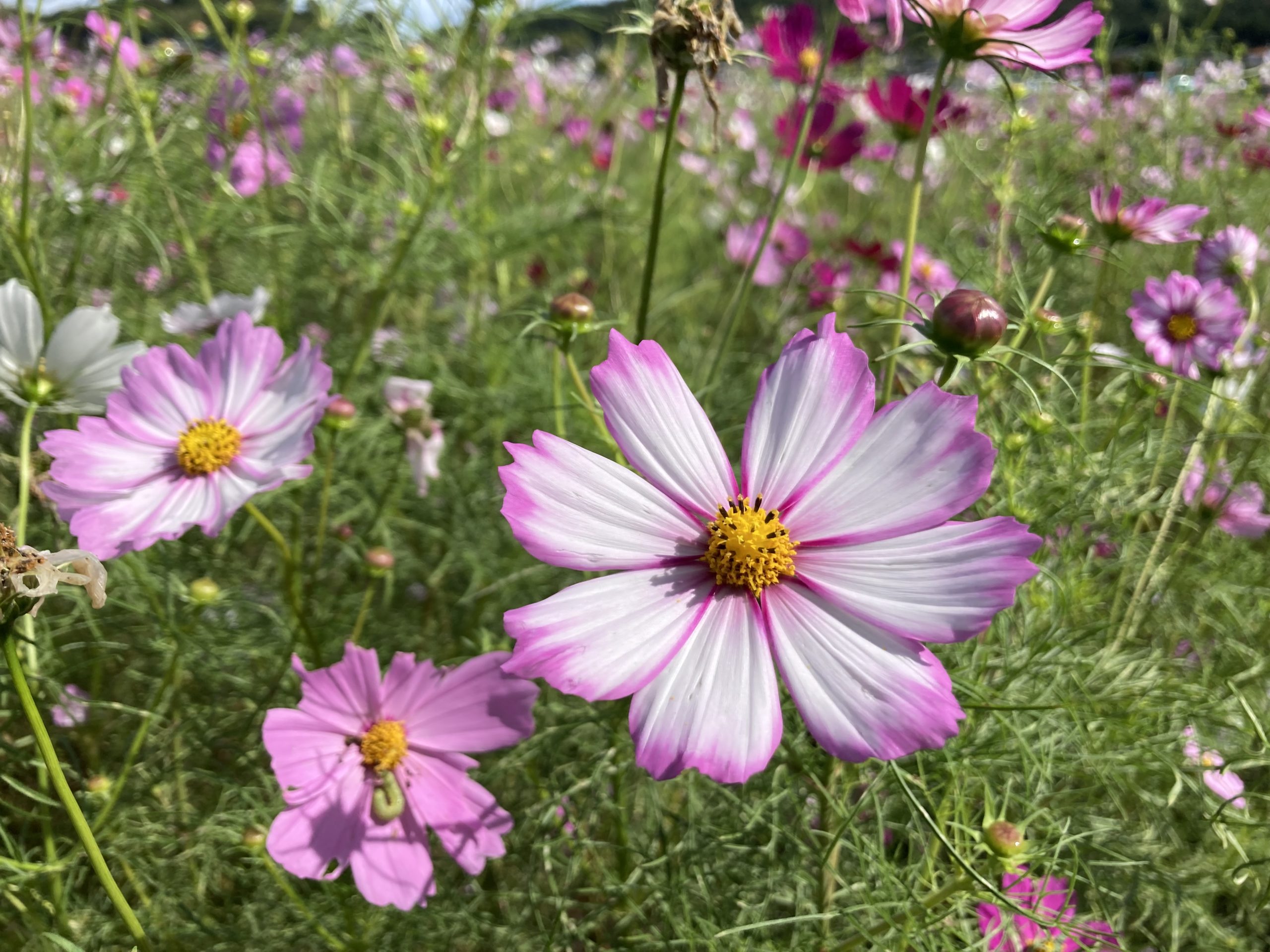 2022/10/8】秋桜・コキア畑 散策 - 社会福祉法人 こぶしの会 栃木県
